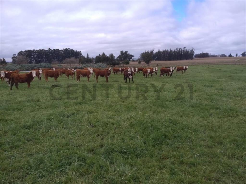 Venta Campo Productivo en Lavalleja de 26,5 hectáreas. Ru...