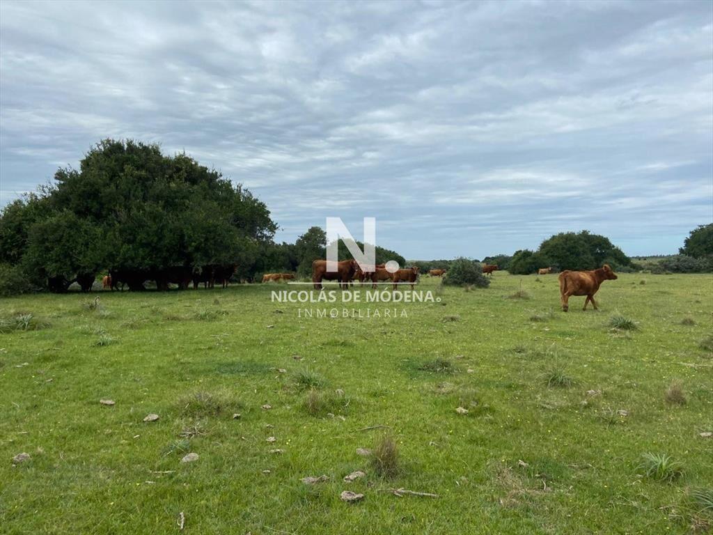 Gran oportunidad de Campo.