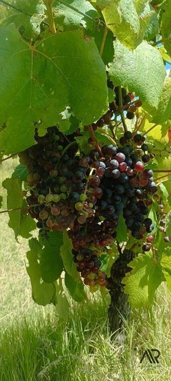 Campo en venta de 69ha ubicado en Atlántida