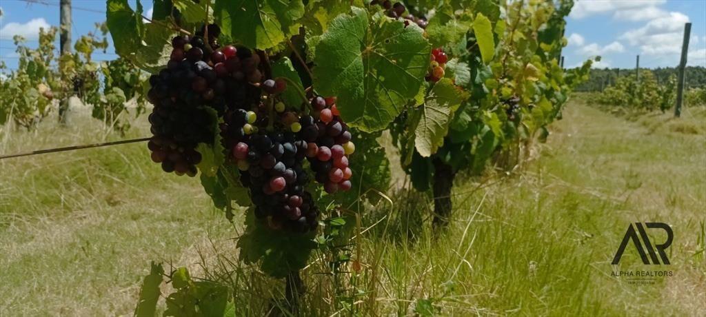Campo en venta de 69ha ubicado en Atlántida