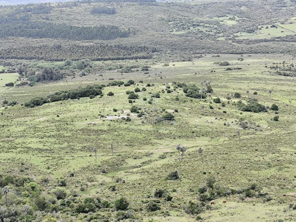 Campo de 200 hás en el departamento de Maldonado