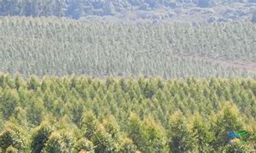 Campos Forestales