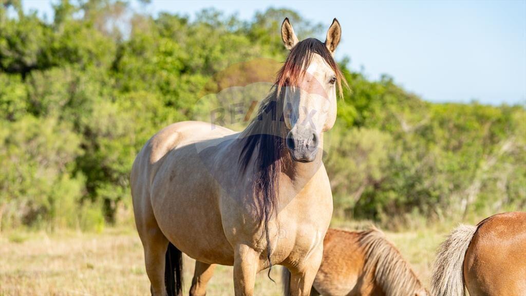 Chacra en venta con vista a las sierras Piriápolis