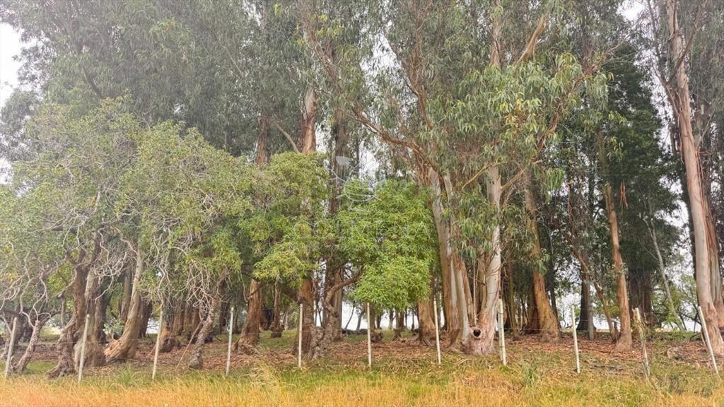 Campo 64 has en paraje Jose Ignacio