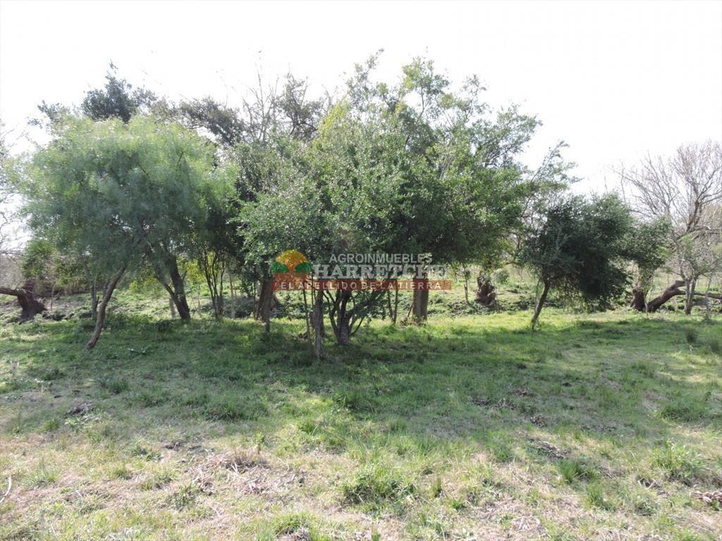 Chacra en venta Los Cerrillos, 1 has con casa de