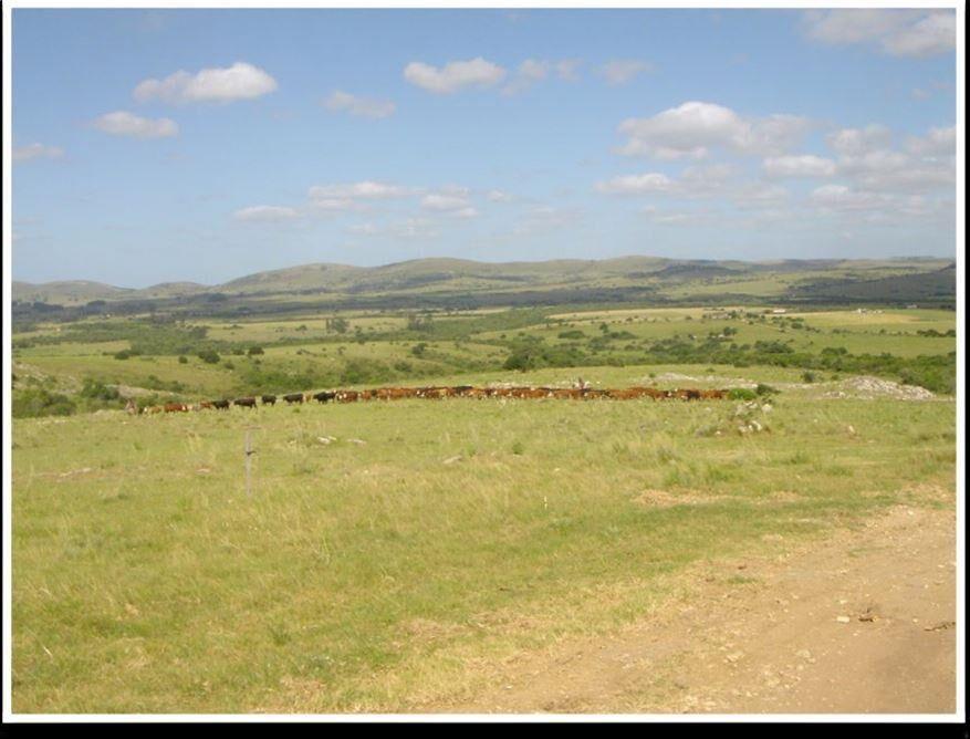 campo ganadero y forestal