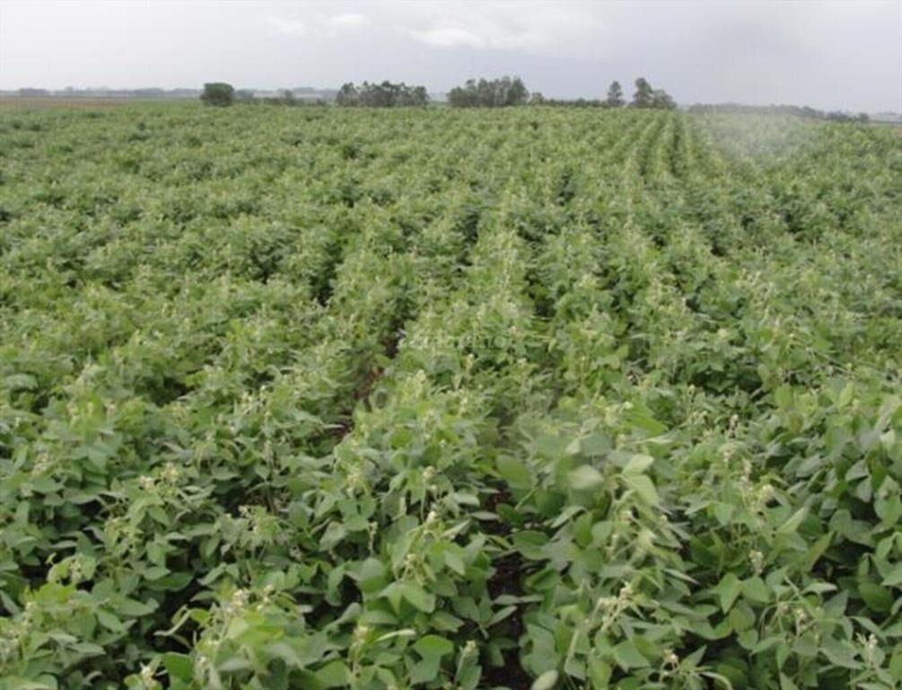 Estancia Agrícola Ganadera I Cerro Largo I Ha: 525. IC: 113