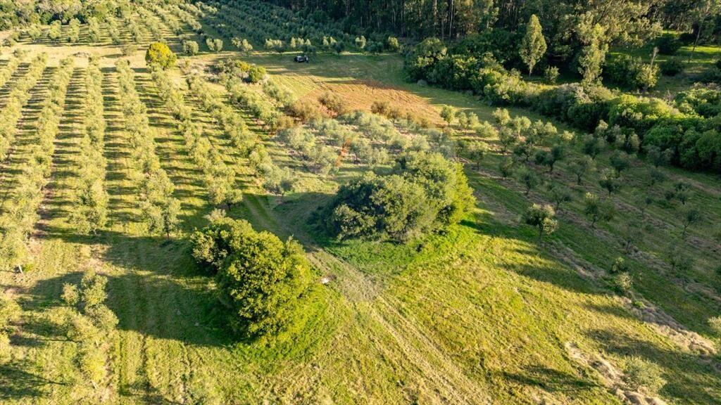 Venta de Campo con olivos en Rocha