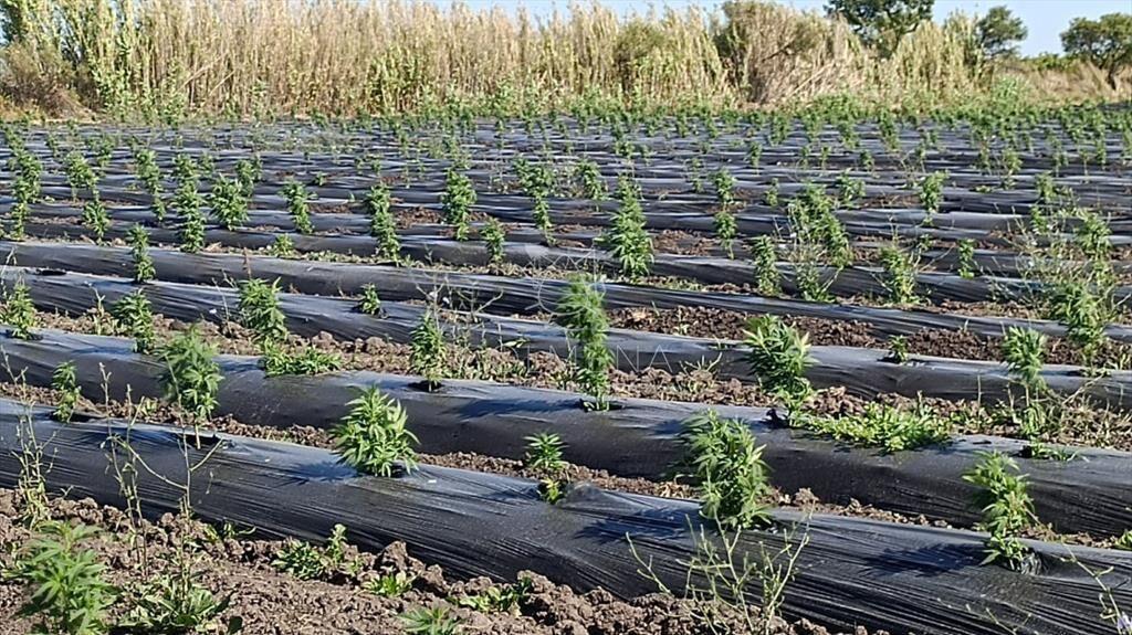 Excelente OPORTUNIDAD de inversión Campo 6,7Has