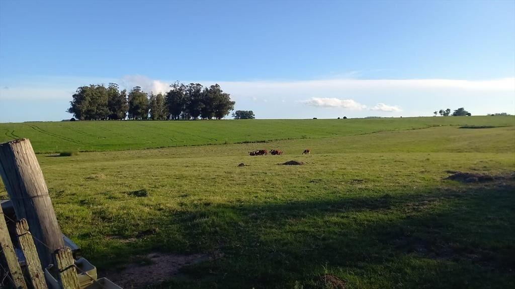 Campo en Rocha