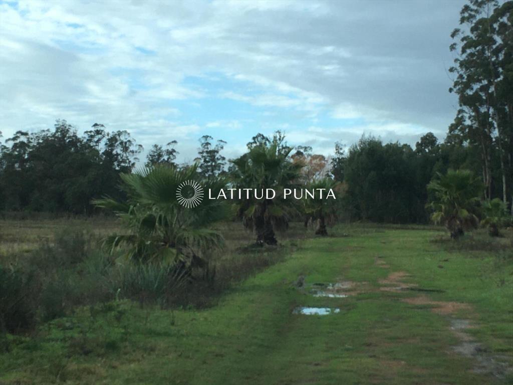 Chacra en La Pataia, Punta Ballena