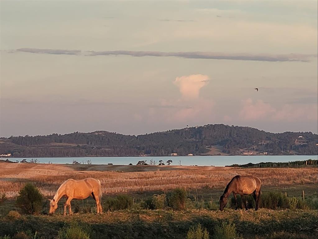 Chacras de 5 hectareas en laguna del sauce