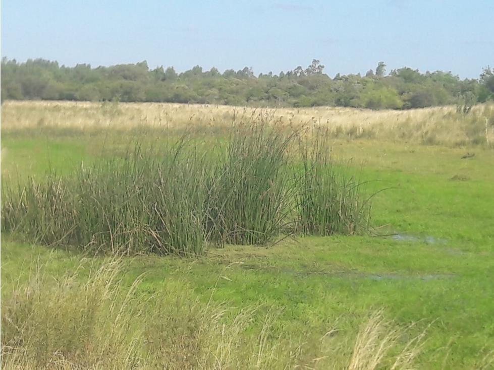 AL1086/P venta campo 53 hectareas en Estacion Solis Minas La