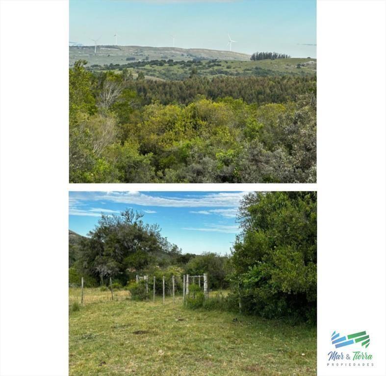 555 Has Campo Mixto Ganadero ? Forestal