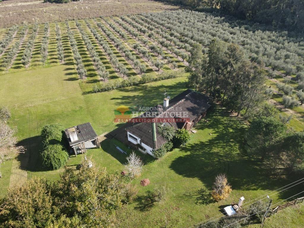 Campo de Olivos en venta, con fábrica de aceite