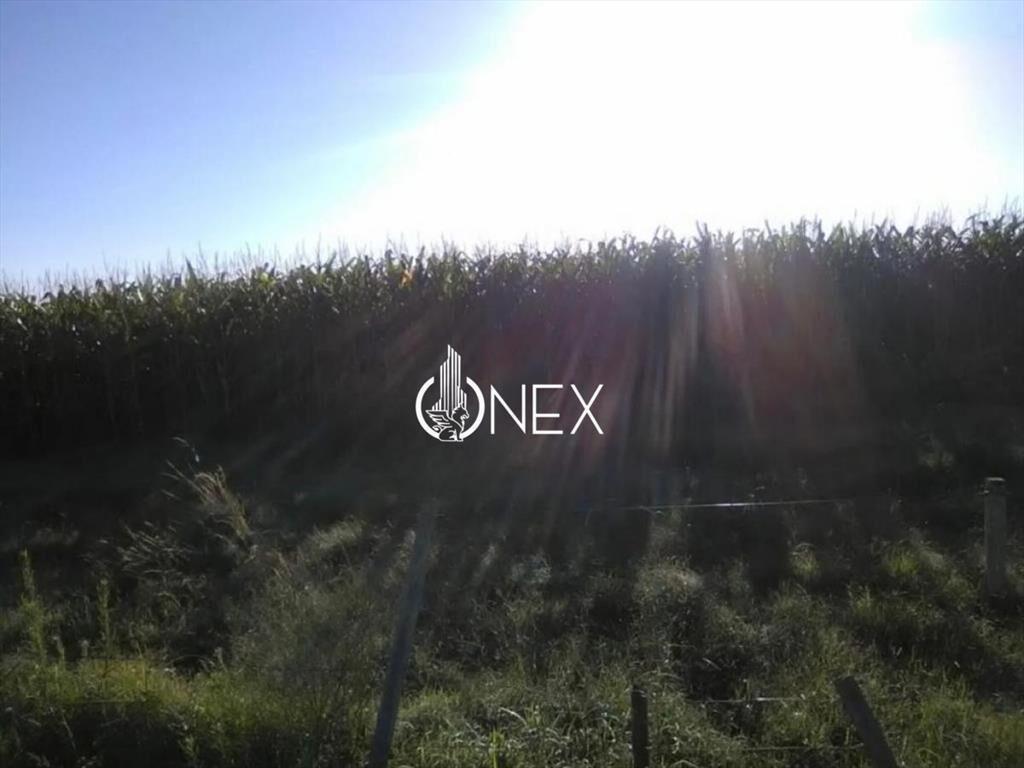 SE VENDE CAMPO AGRICOLA GANADERO EN SAN RAMÓN