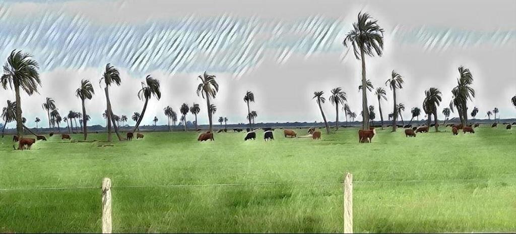125 HECTÁREAS EN RINCÓN BRAVO, ROCHA