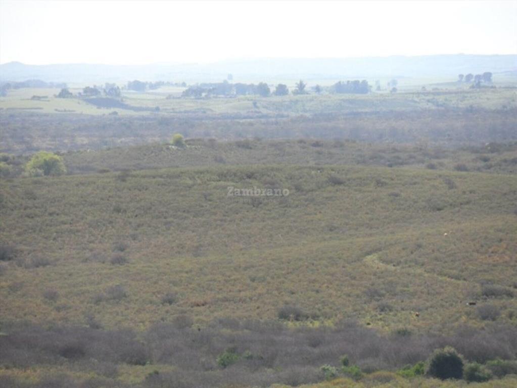 Campo Ganadero I Cerro Largo I Ha: 1450 IC: 57.