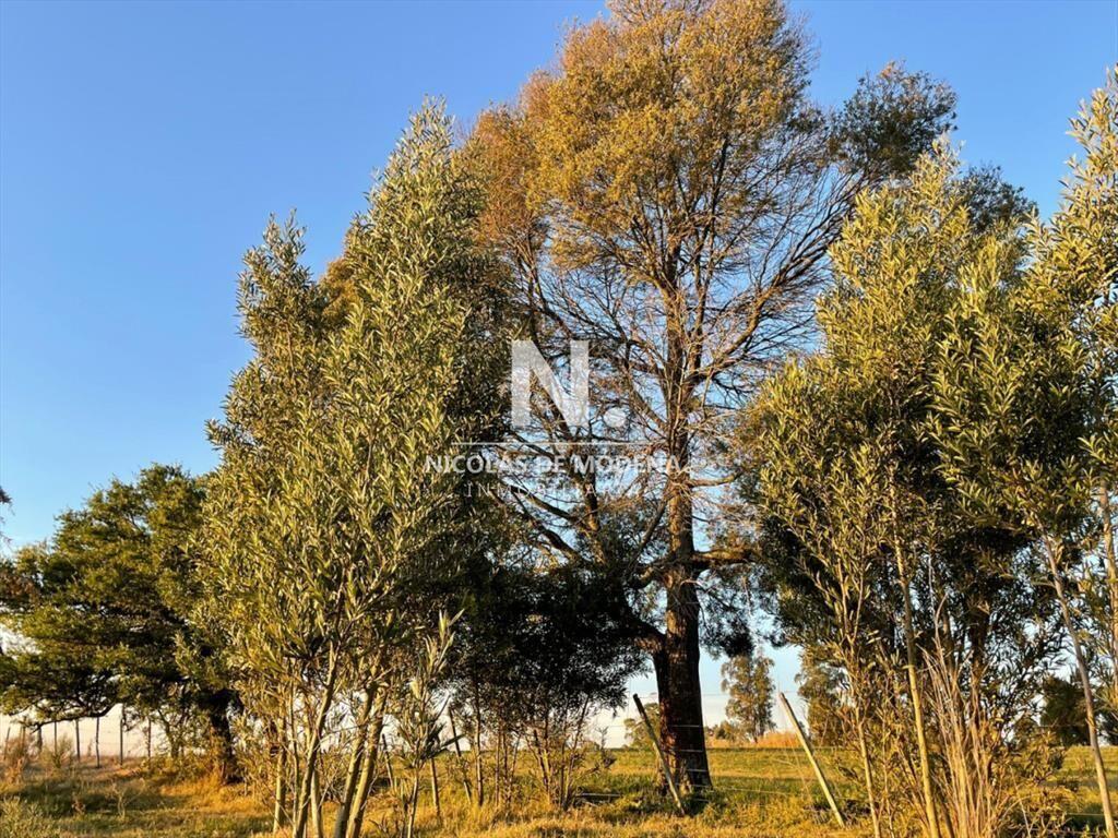 Chacra en venta en canelones. Oportunidad para