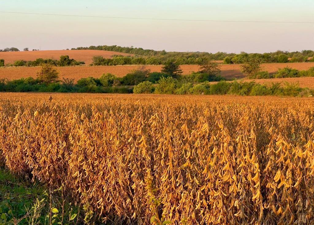 CAMPO 180 HAS. AGRICOLA GANADERO PAYSANDU