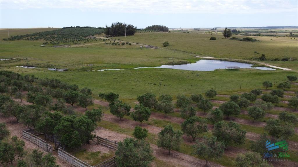 28 Has a 5 Kms de Garzón con 5.000 Olivos