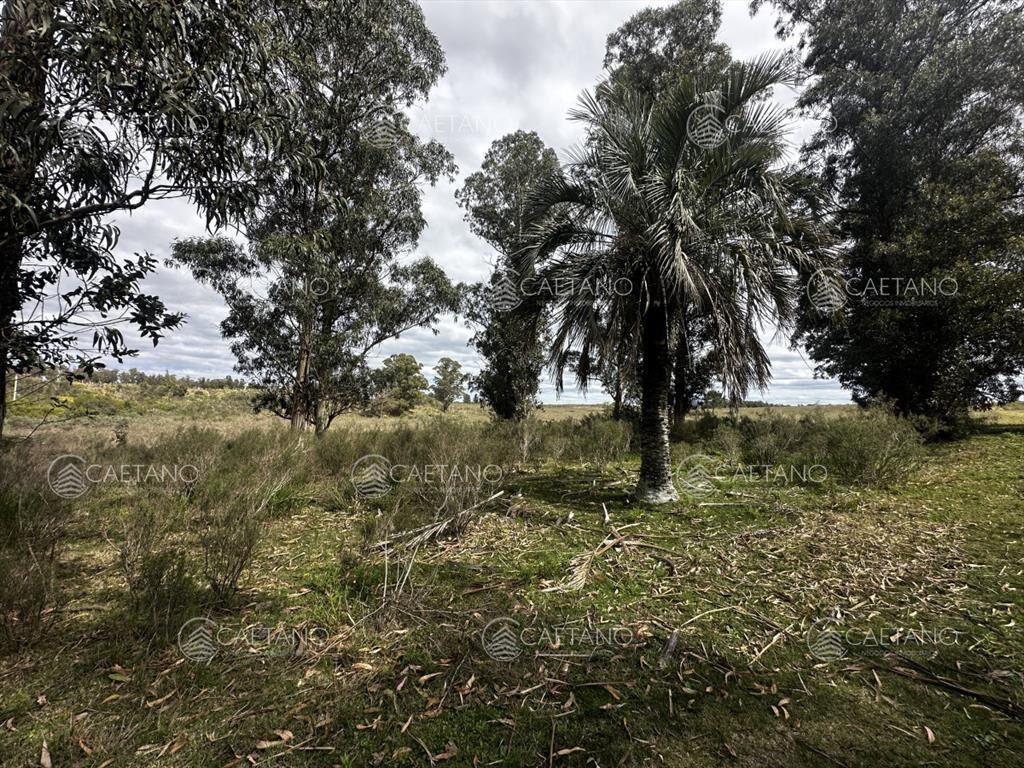 Venta chacra km 116 ruta 9. Cerca de Pan de