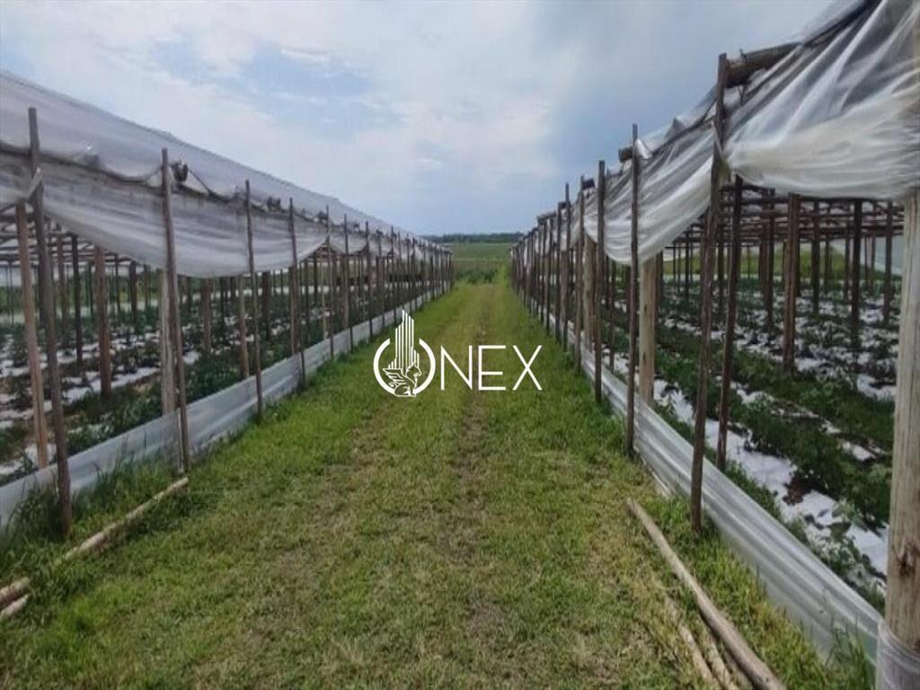 SE VENDE CAMPO AGRICOLA GANADERO EN SAN RAMÓN