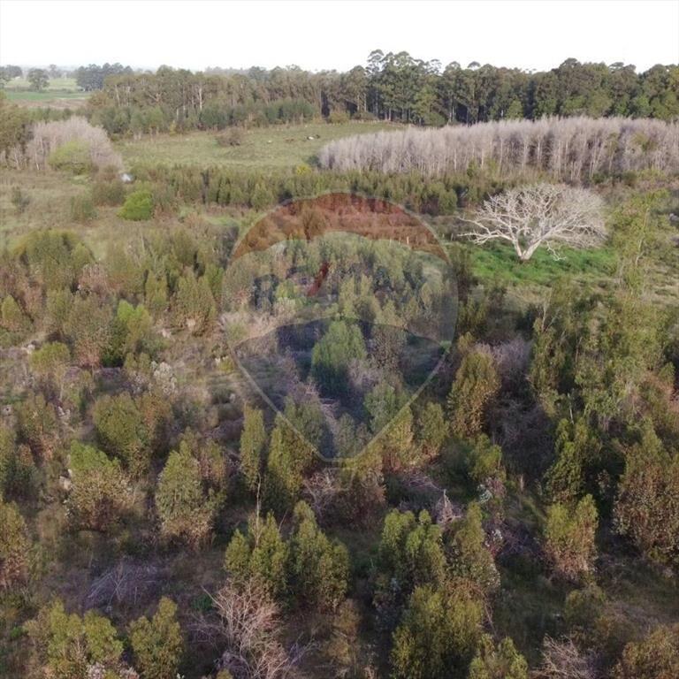 Venta de Campo 3 Ha. en Ruta 8 Km.45 Empalme Olmos