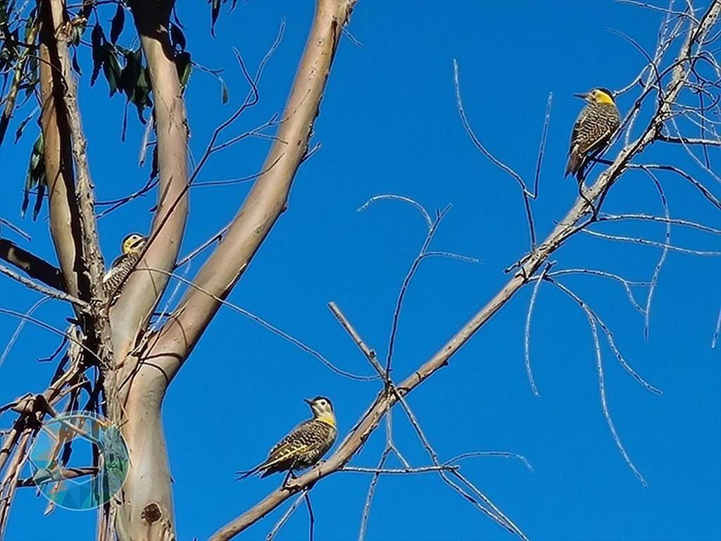 Venta Chacras en Sierra de Minas Cerro Místico
