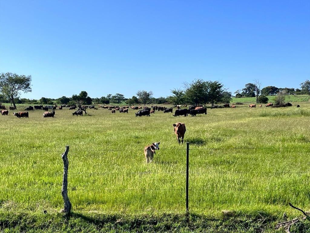 CAMPO 180 HAS. AGRICOLA GANADERO PAYSANDU