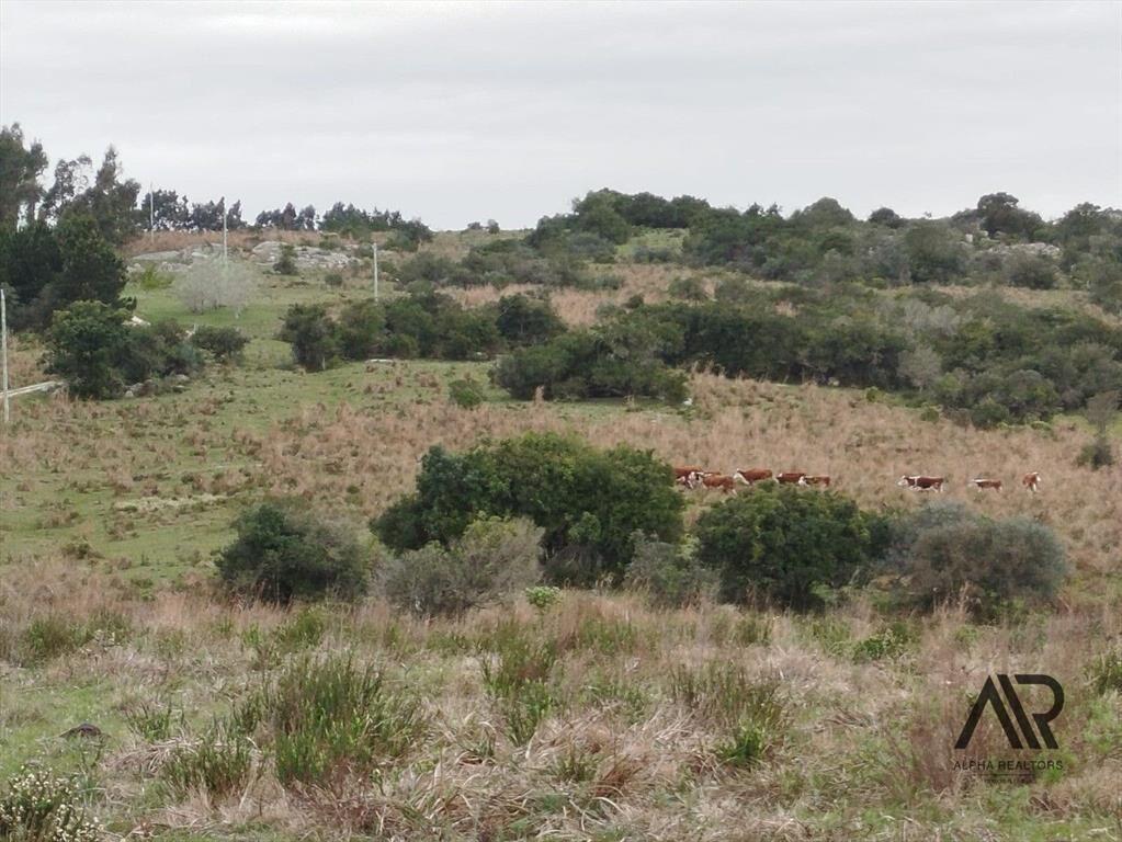 Gran Oportunidad 116 Ha En Garzón/maldondado, A 8 Km Del...