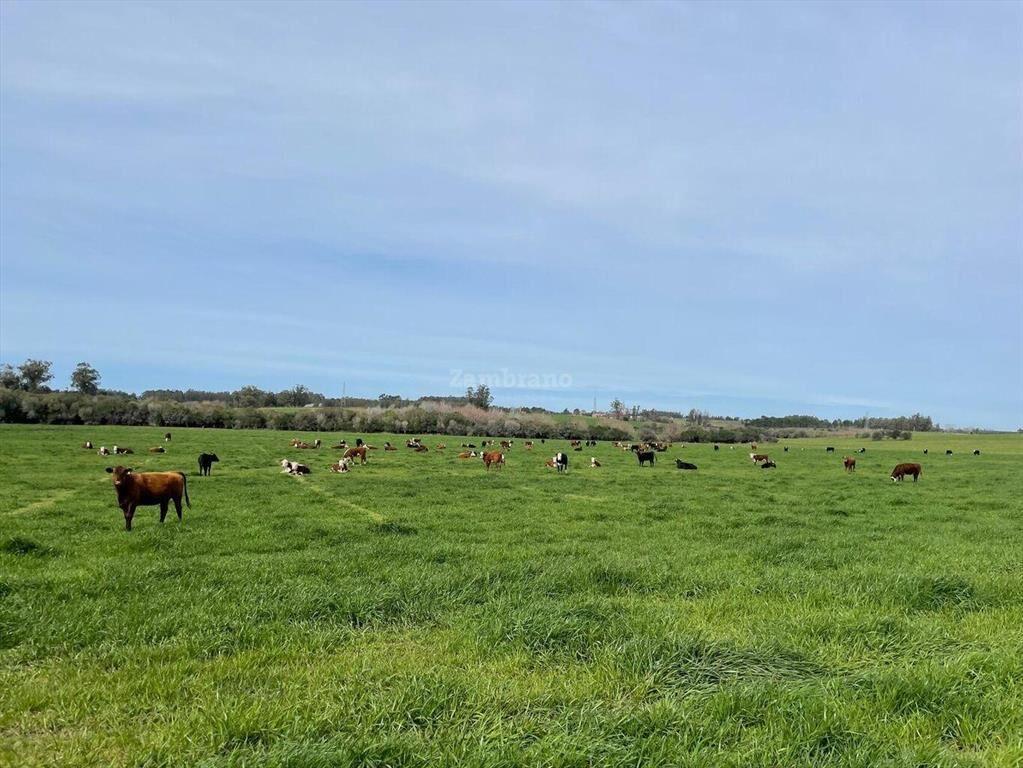 Establecimiento ganadero I Canelones I 400 has