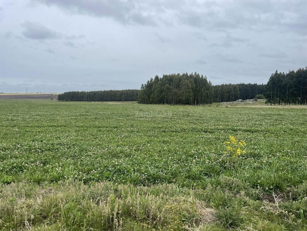 Estancia Agrícola Ganadera en Flores
