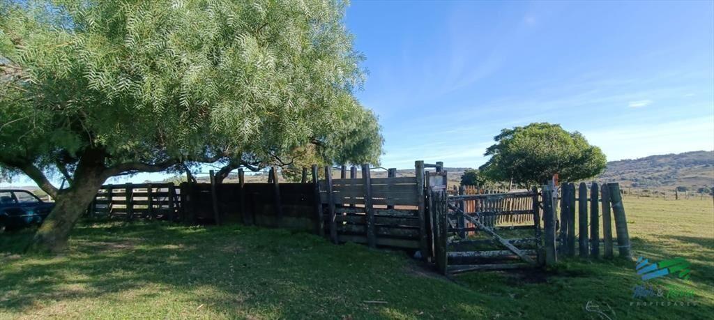 Muy buen campo mixto Ganadero-Forestal de 690 Has