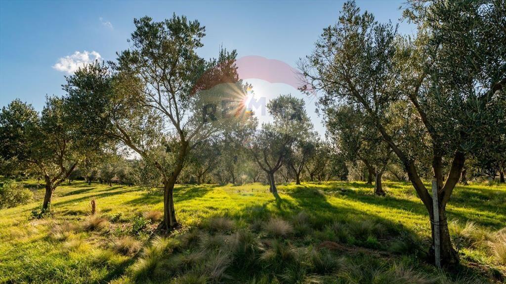 Venta de Campo con olivos en Rocha