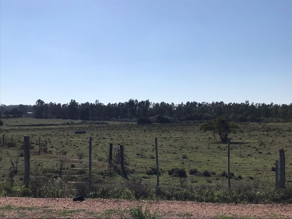 Buen predio rural, 24 héctareas a 600 m Ruta 5, KM 50.