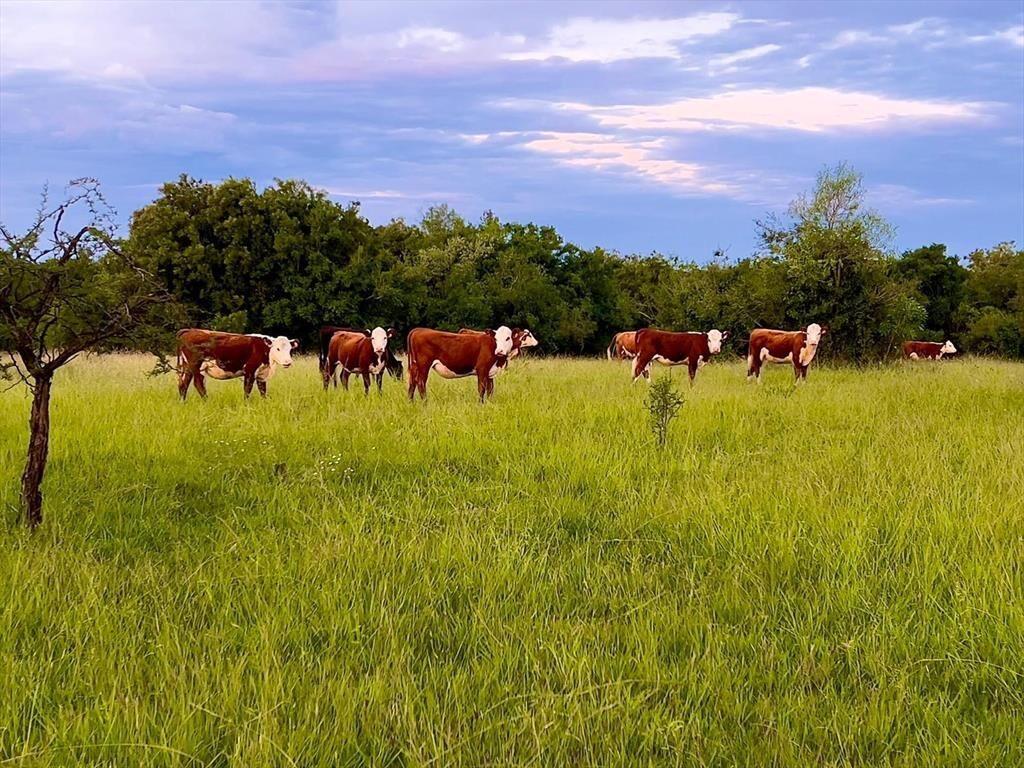 CAMPO 180 HAS. AGRICOLA GANADERO PAYSANDU
