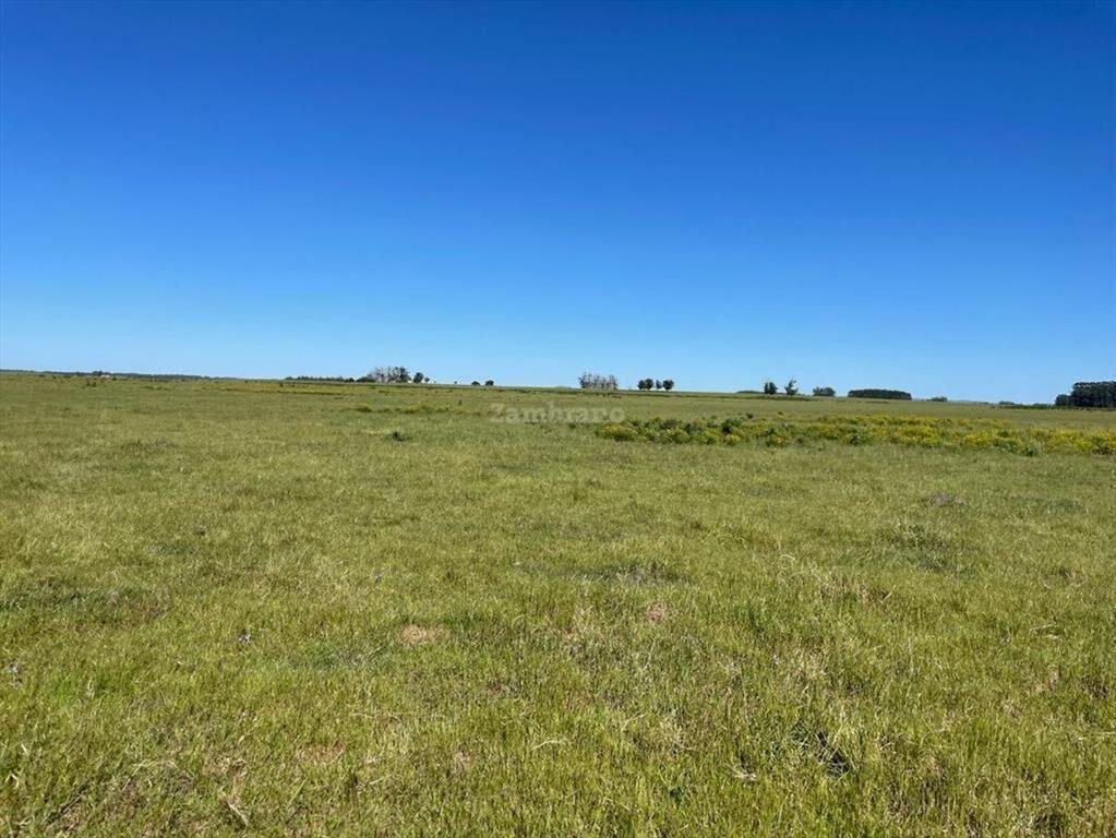 Estancia Arrocera I Rocha I Ha: 1650 IC:56.