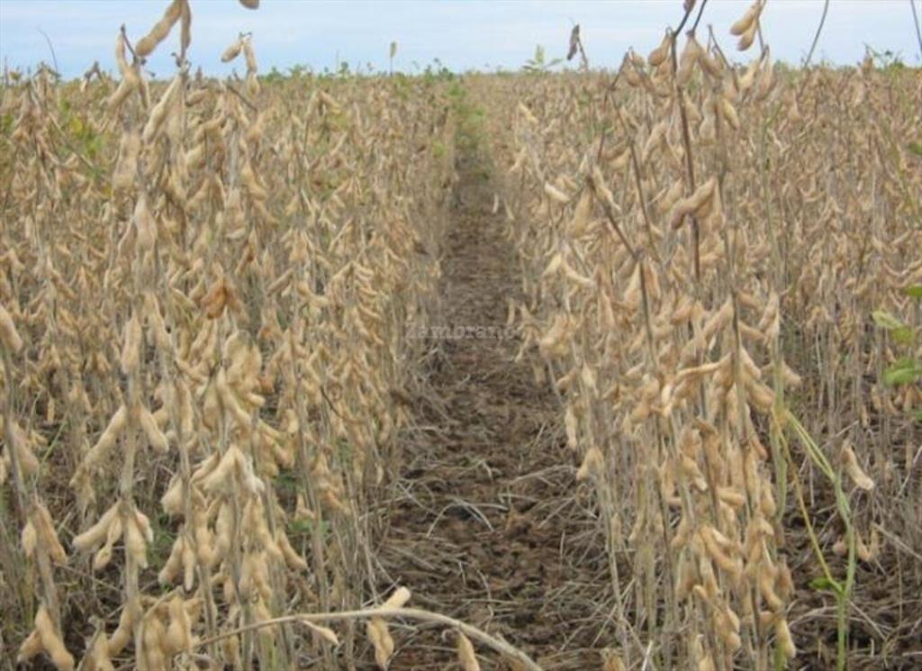 Estancia Agrícola Ganadera I Cerro Largo I Ha: 525. IC: 113