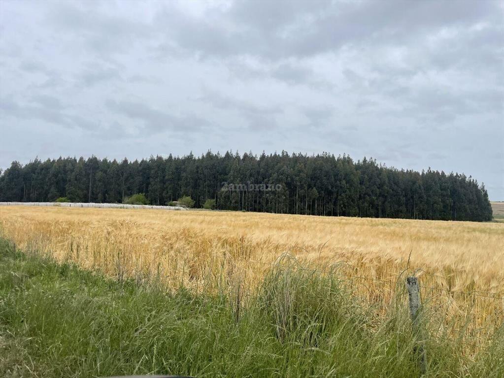 Estancia Agrícola Ganadera en Flores