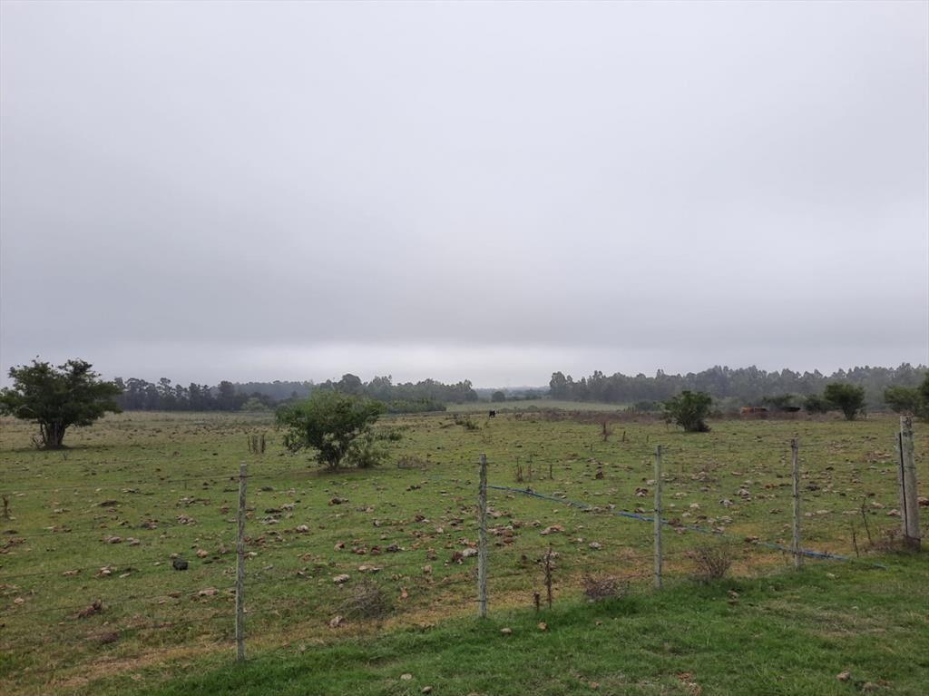 Buen predio rural, 24 héctareas a 600 m Ruta 5, KM 50.
