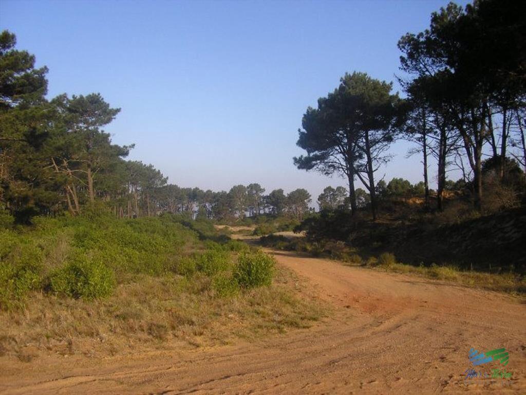 Terreno en venta en Chihuahua, Punta Ballena.