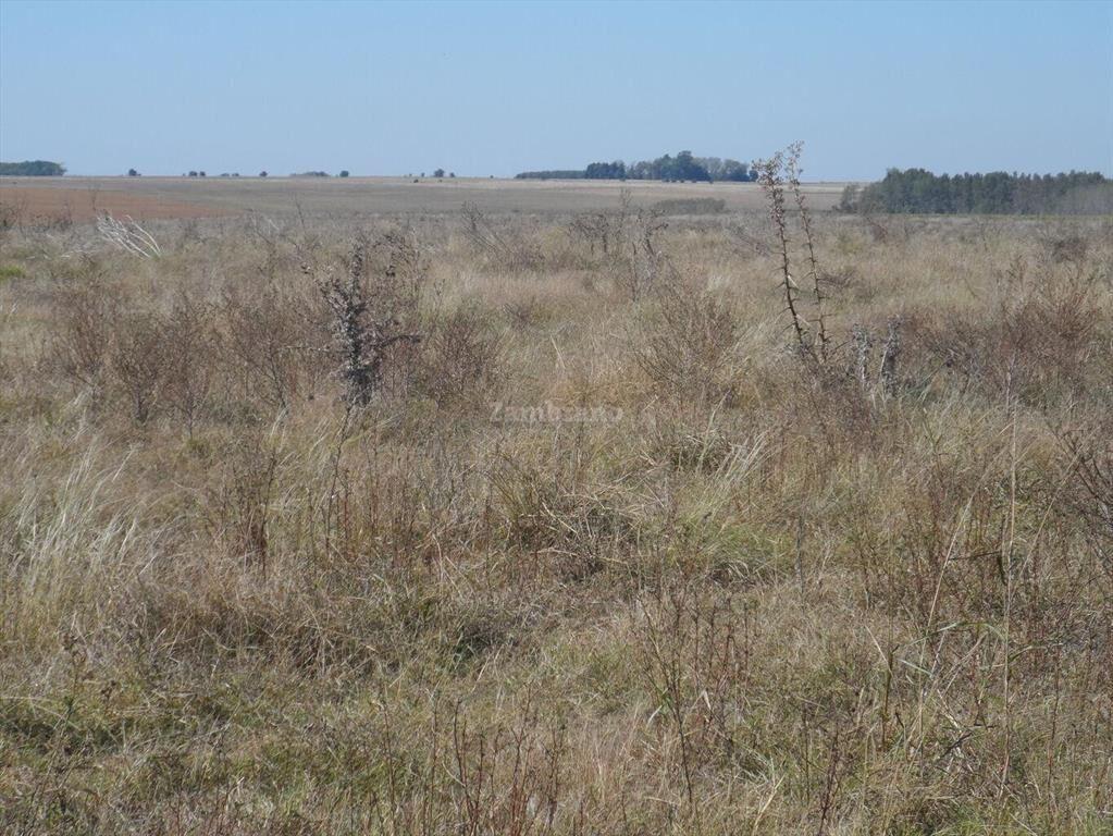 Estancia Agricola Ganadera 1600 ha en Paysandú