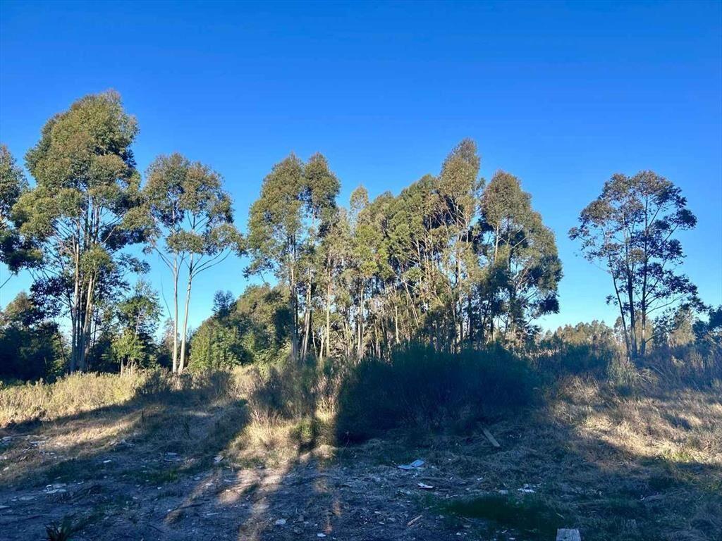 Terreno en Estación la Floresta 4,9 hectáreas