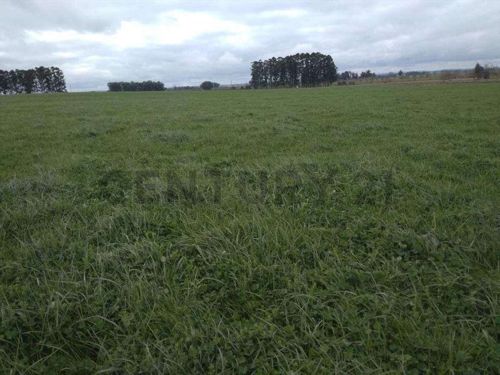 Venta Campo Productivo en Lavalleja de 26,5 hectáreas. Ru...