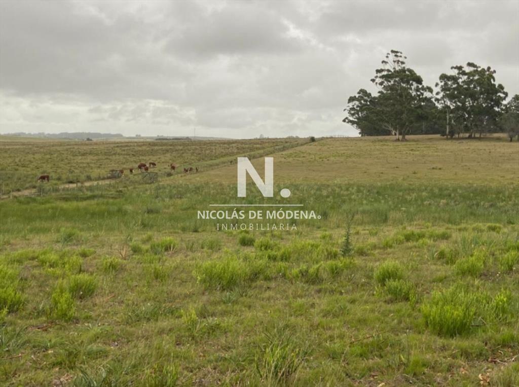 Campo en Ruta 104, 20 hectáreas