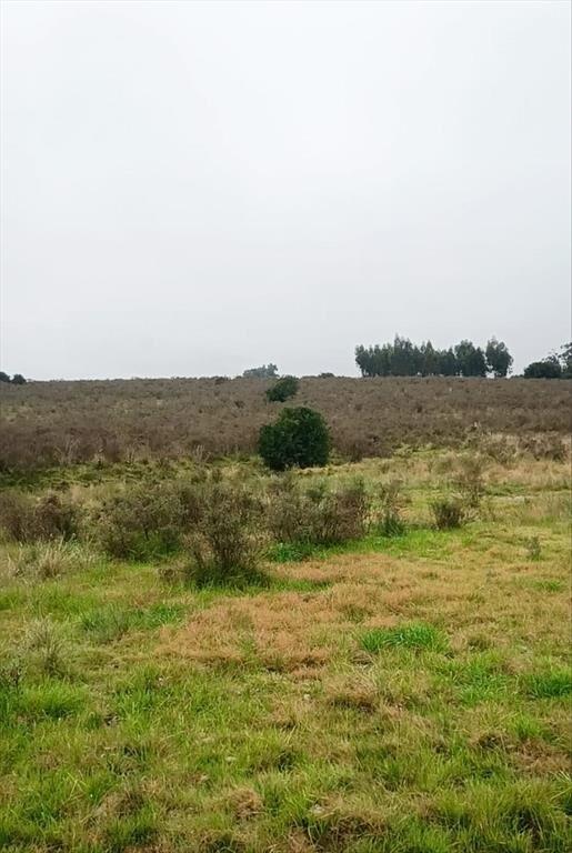 Campo 29,5 Hás. A17 Km de San José de Mayo