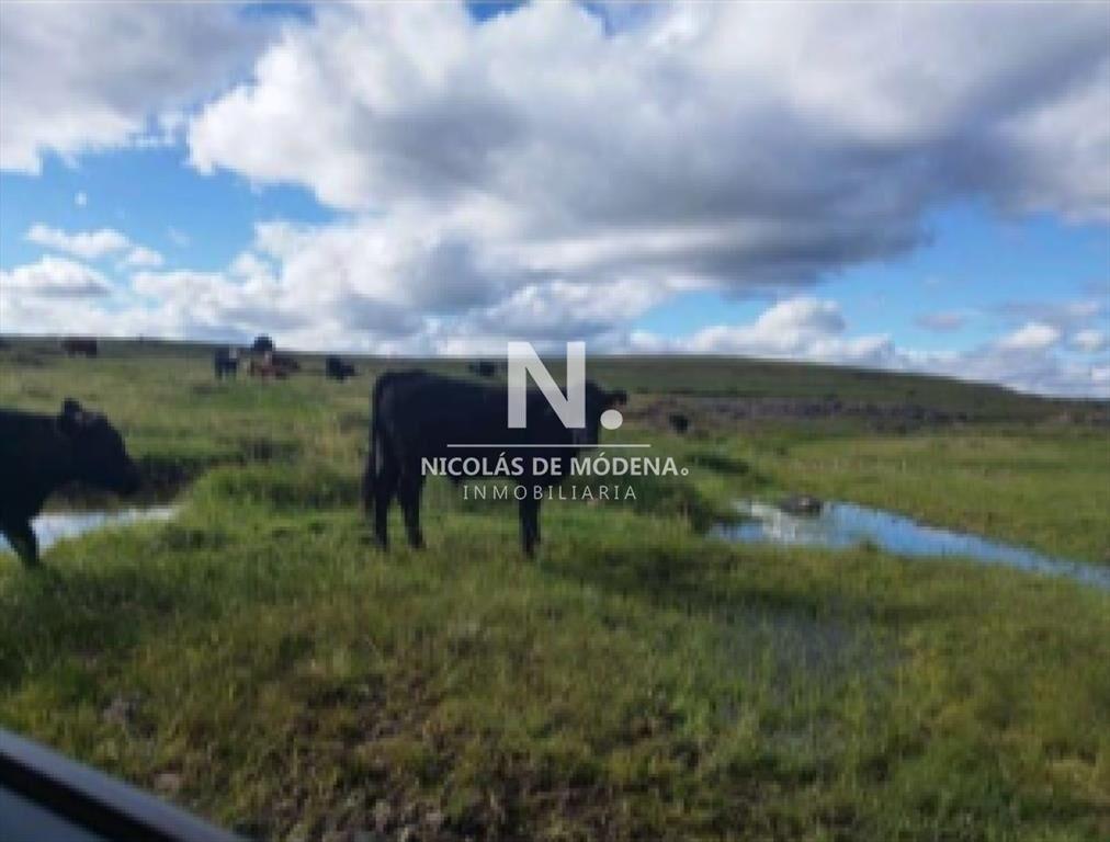 Vende campo en Salto, Costas de Arerungua.