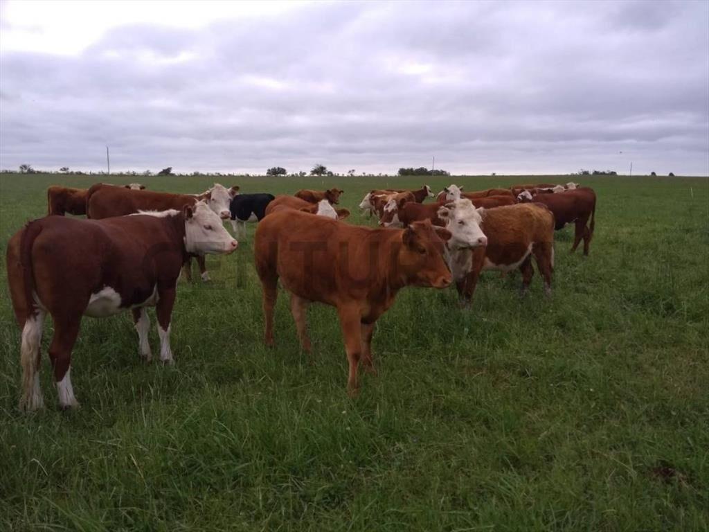 Venta Campo Productivo en Lavalleja de 26,5 hectáreas. Ru...