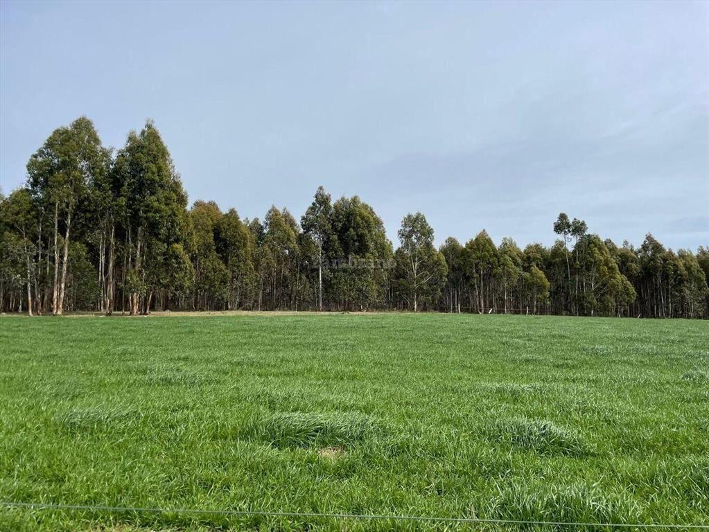 Establecimiento ganadero I Canelones I 400 has
